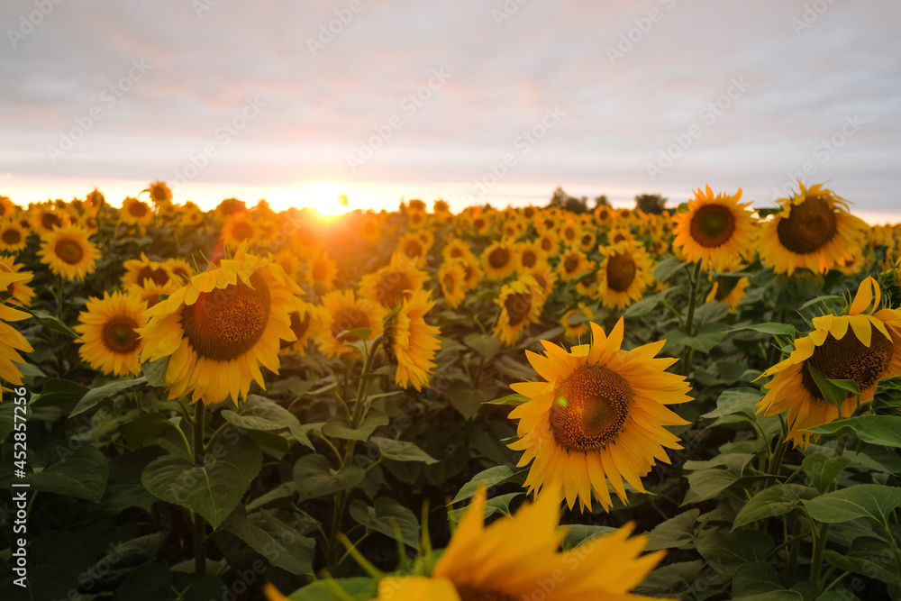 Fototapeta premium Scenic View Of Sunflower Field Against Sky During Sunset. Close up.