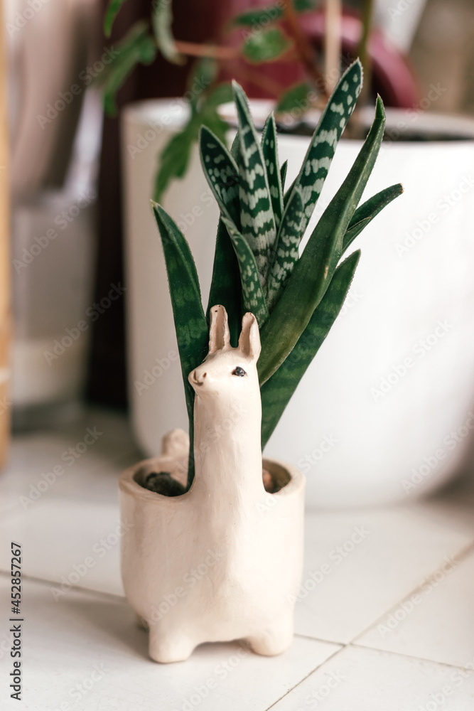 Naklejka premium Succulent in a creative pot in the form of a Lama in the home interior.Biophillia design.Urban jungle.Selective focus, close up.