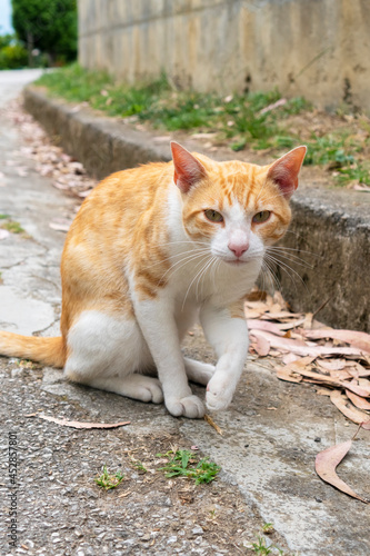 Stray cat on the sidewalk © Pavel Iarunichev