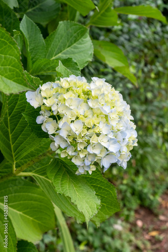 White hydrangea flower