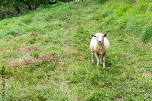 Sheep on a grass meadow