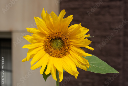 sunflower in a garden