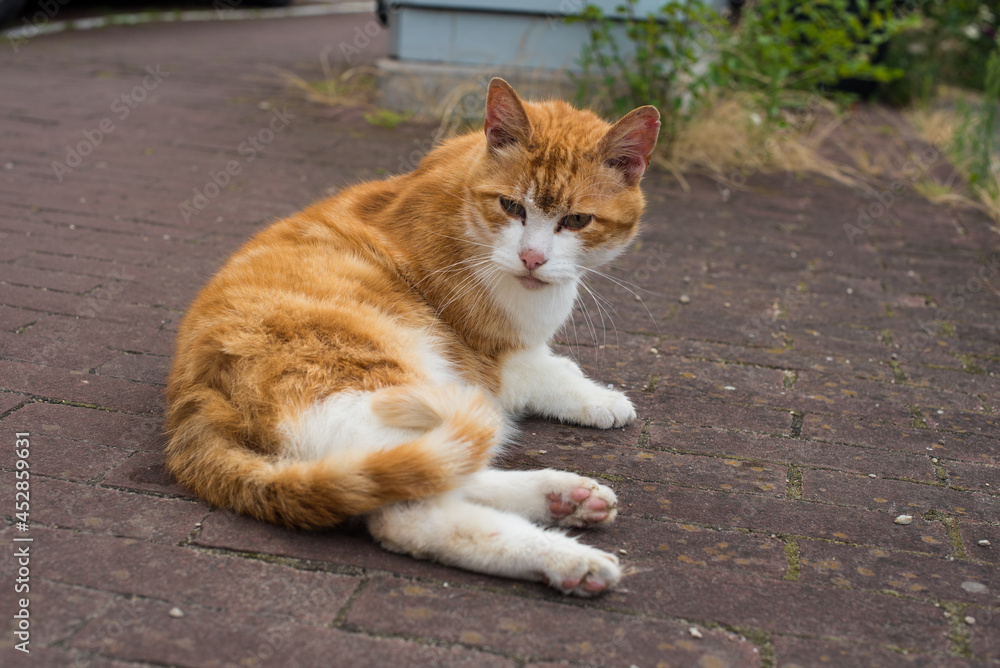 ginger cat on the Amsterdam street ginger cat on the Amsterdam street