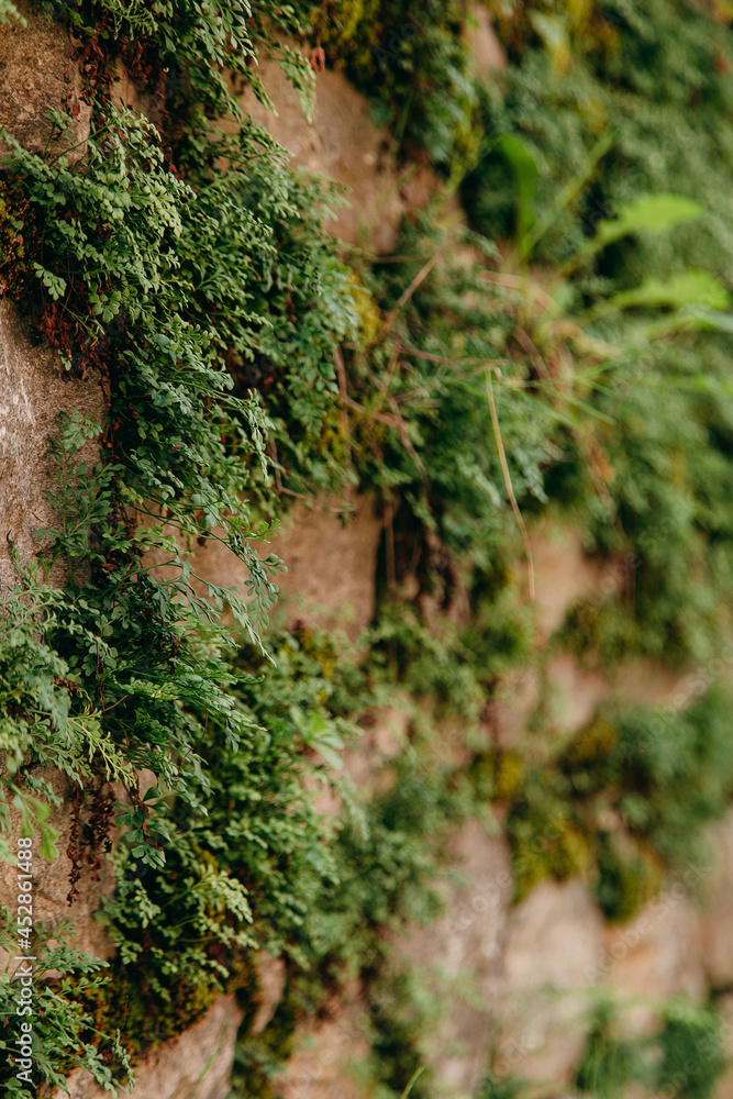 An old medieval stone wall, grass and moss on it. Wallpaper, natural background, copy space, soft focus. An old medieval stone wall, grass and moss on it. Wallpaper, natural background, copy space, soft focus.