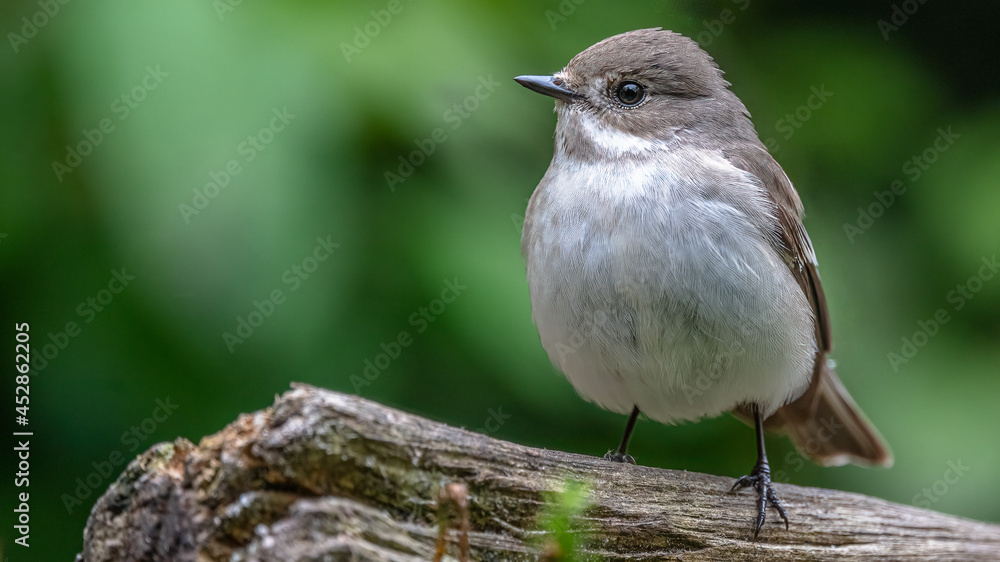 Naklejka premium Trauerschnäpper
