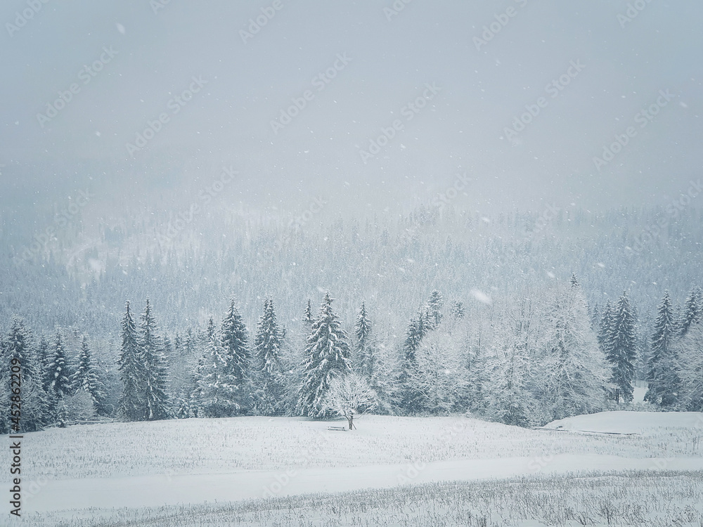 Fototapeta premium Winter snowfall landscape in Carpathian mountains. Wonderful idyllic snowing scene with a bench under a lone tree in front of a coniferous forest under snow. Foggy white woodland scenery