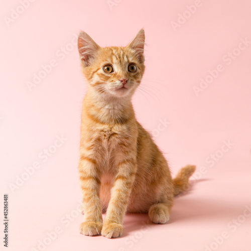 A cute red kitten on a pink background. Playful and funny pet, blank for advertising, poster, sale, veterinary clinic. Copy space.