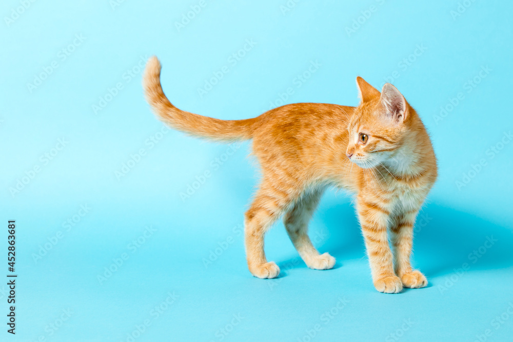 Cute red kitten on a blue background. Playful and funny pet. Copy space.