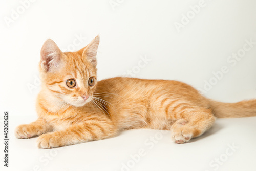 Cute red kitten on a white background. Playful and funny pet. Copy space.