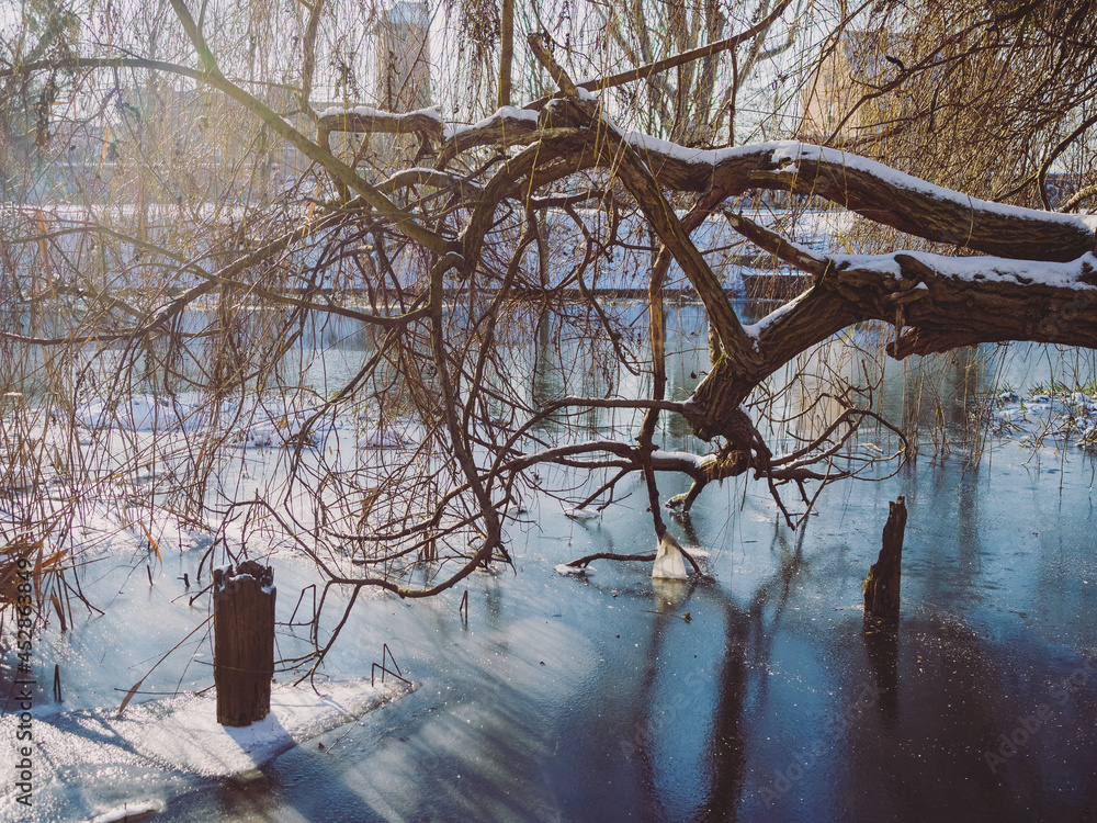 The branches of the tree lean towards the frozen river in a sunny winter day