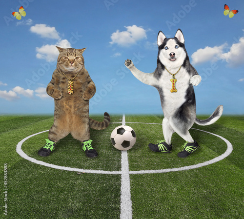 A beige cat with a dog husky play soccer in the stadium. photo