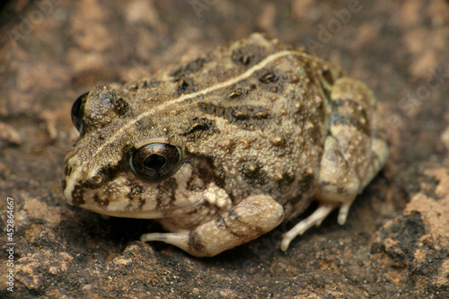 Indian burrowing frog, Sphaerotheca breviceps, Satara, Maharashtra, India