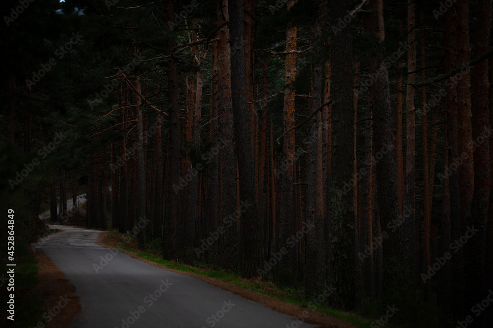 Fototapeta premium Dark woodland