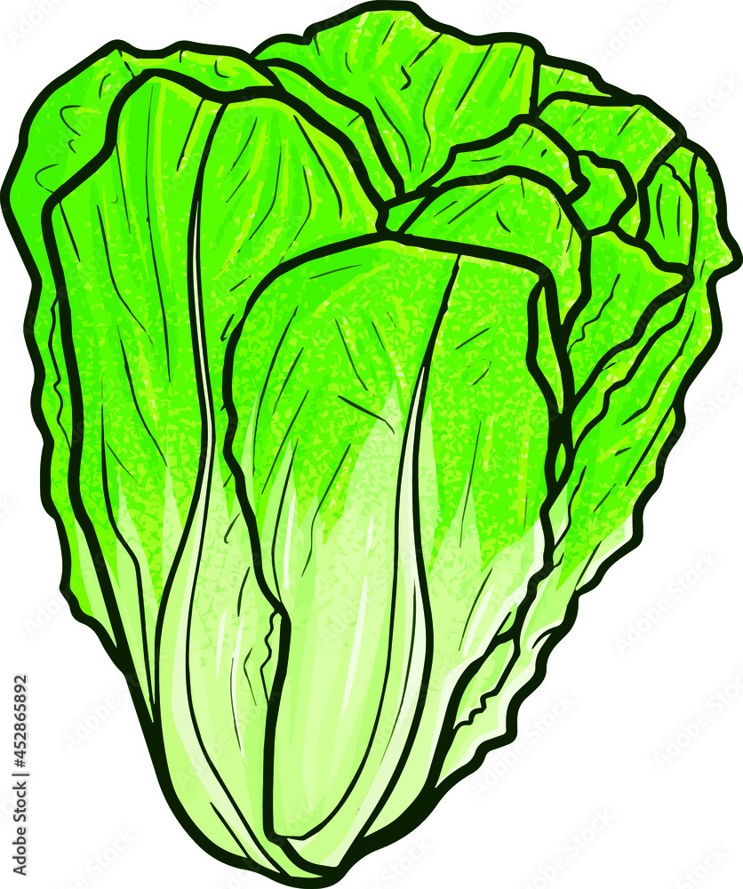 Head Of Lettuce Cartoon Clipart