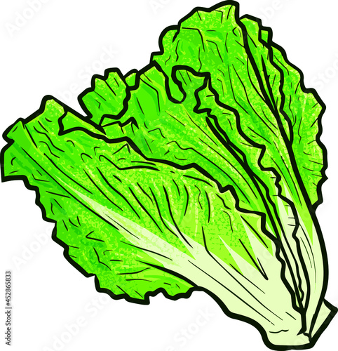 Fresh romaine lettuce in simple cartoon style