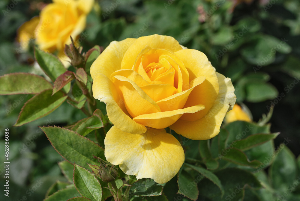 Blossoming yellow rose close up Blossoming yellow rose close up
