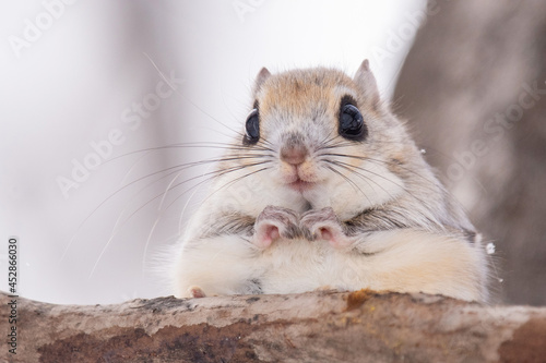 木の枝でたたずむエゾモモンガ