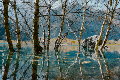 Birch trees on the lake, Issyk