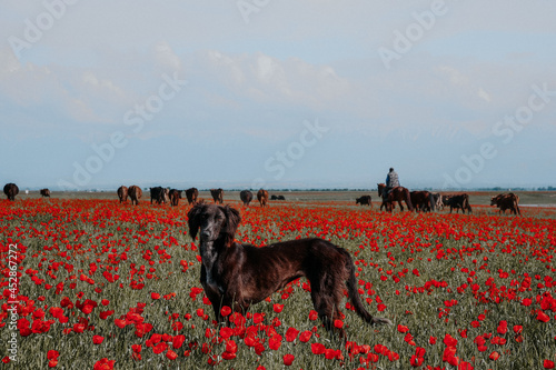 Dog in a poppy field