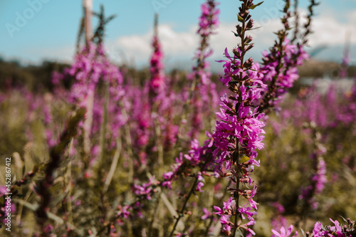 Flowers in the Botanical Garden, Almaty