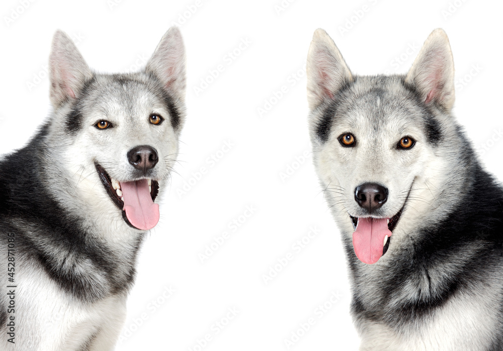 Beautiful Siberian Husky dogs with brown eyes