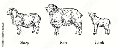 Sheep, ram and lamb standing side view collection. Ink black and white doodle drawing in woodcut style illustration
