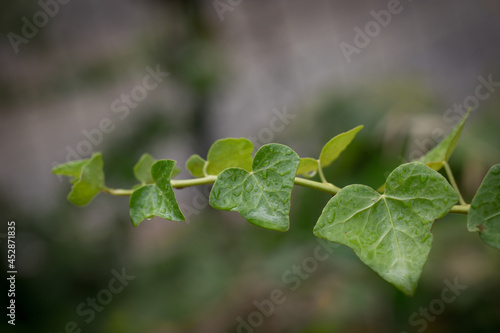 raindrops on the ivy leaves