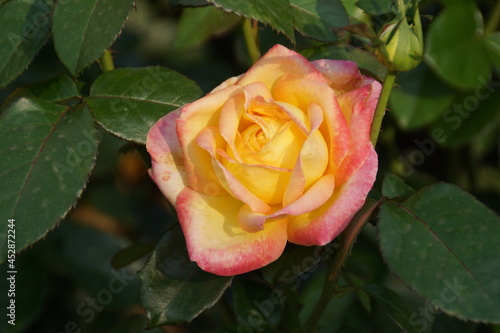 yellow rose with water drops