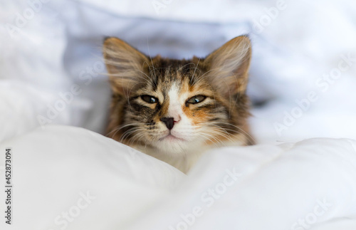 A cute little kitten is lying on a white blanket and looking at you. He has a funny half-black, half-gray nose. One head. It is tricolor. He's watching carefully.