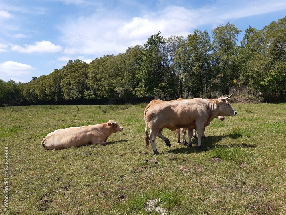 Rebaño de vacas en Galicia Rebaño de vacas en Galicia