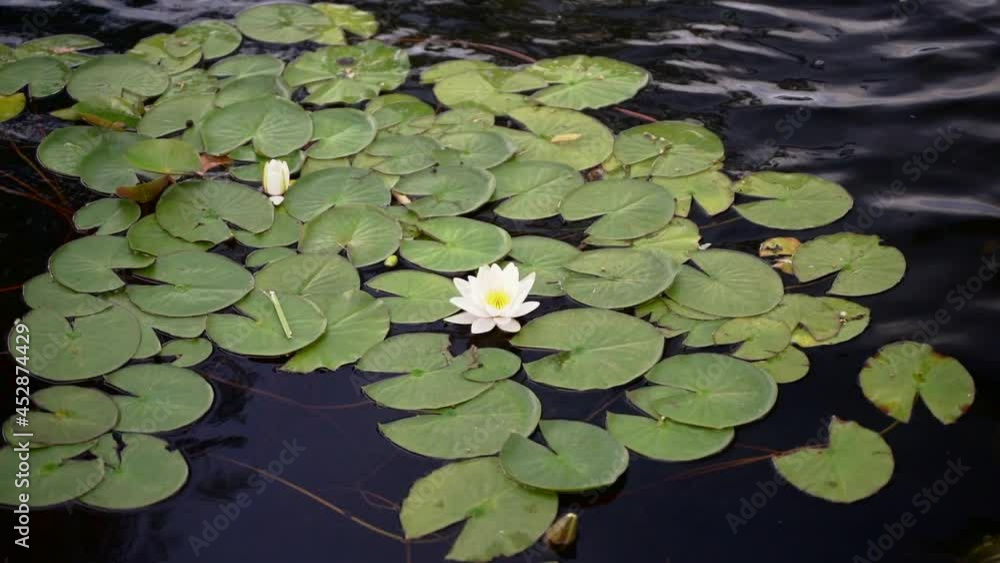 Lotus on the surface of the lake water. A beautiful blooming nymphaea or lotus flower sways on calm water in warm summer weather. Relax, nature concept video. Lotus on the surface of the lake water. A beautiful blooming nymphaea or lotus flower sways on calm water in warm summer weather. Relax, nature concept video.