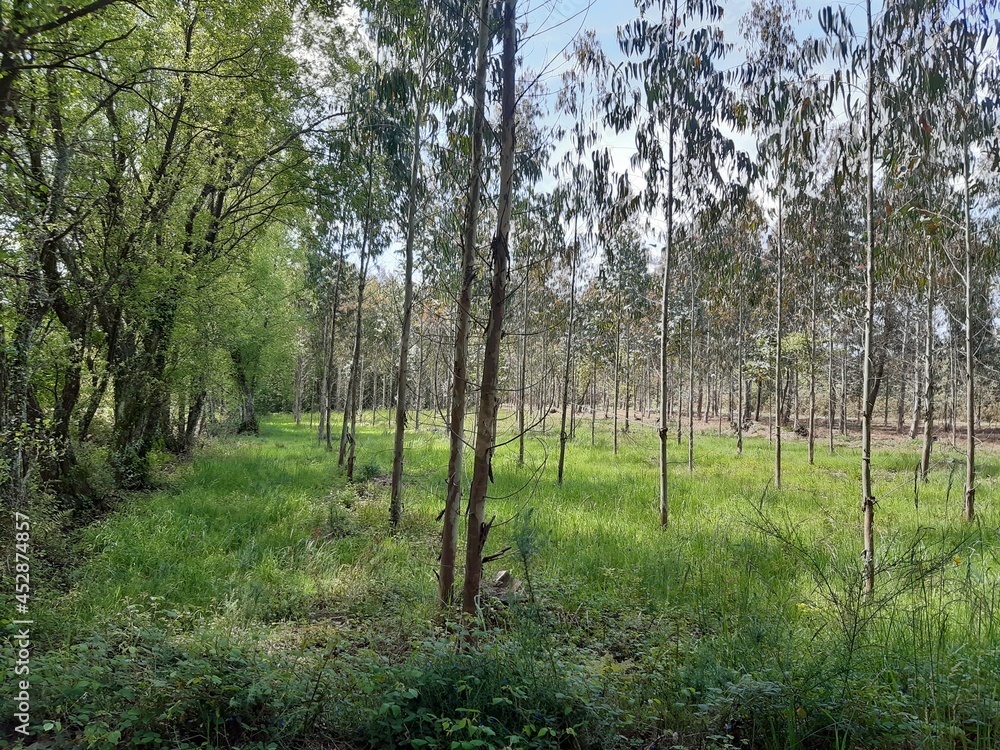 Obraz premium Bosque de eucaliptos jóvenes en Galicia