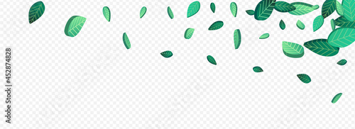 Olive Greens Nature Vector Panoramic Transparent