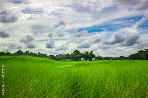 A natural green grass land under the cloudy sky. I captured this image on August-20-2021 from Bangladesh, South Asia