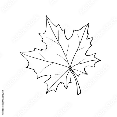 Wallpaper Mural Hand drawn maple leaf outline isolated on white background