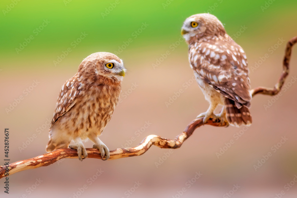 Little owls. Colorful nature background. Athene noctua. Little owls. Colorful nature background. Athene noctua.