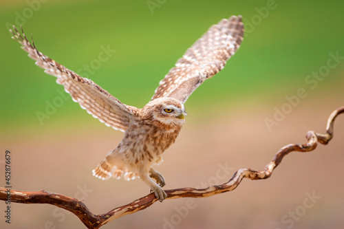 Little owl. Colorful nature background. Athene noctua. 