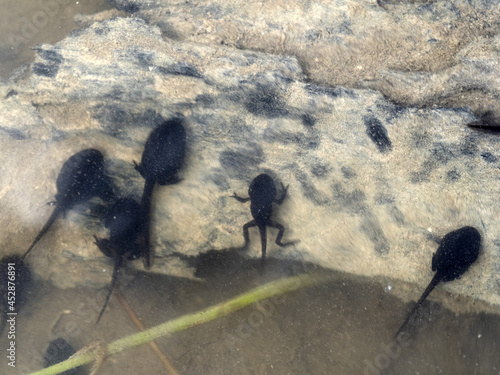 frog tadpole in a swamp photo