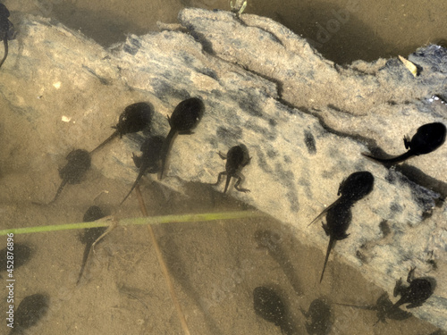 Bild auf Leinwand frog tadpole in a swamp
