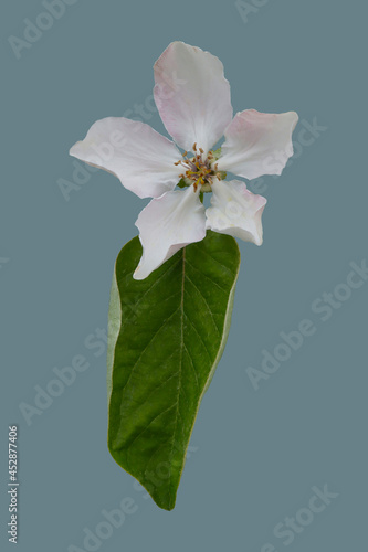 White flower of the quince tree.