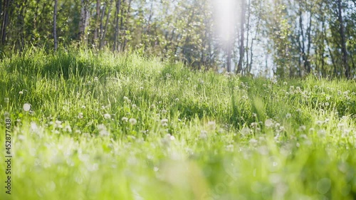 White clover flowers and grass field and morning summer sun