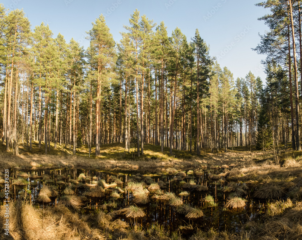 The pond is swampy in the forest on a sunny spring day. The pond is swampy in the forest on a sunny spring day.