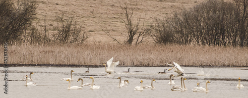 Many swans gather in the pond on a spring day. photo