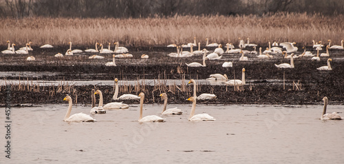 Many swans gather in the pond on a spring day.