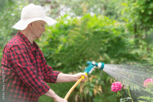 An older woman in a hat and red shirt watering rose flowers in her garden