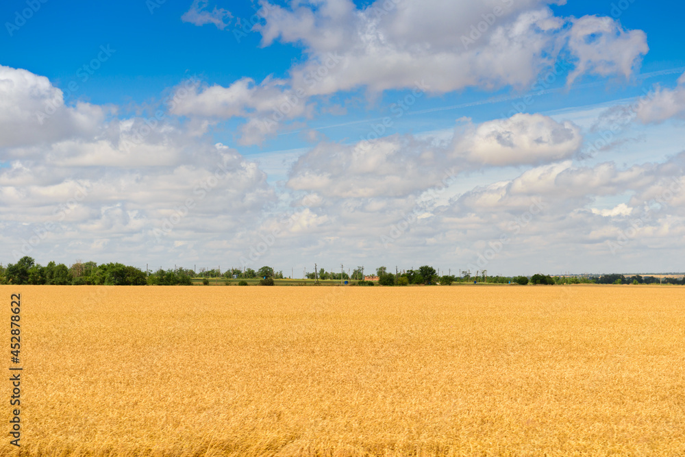 Landscape with a golden wheat field on a sunny summer day Landscape with a golden wheat field on a sunny summer day