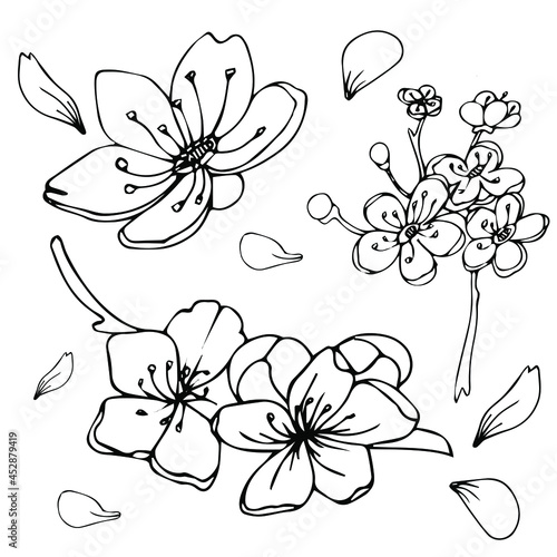 Sakura flower doodle icon. Vlack line isolated on white. Vector illustration