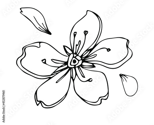 Sakura flower doodle icon. Vlack line isolated on white. Vector illustration
