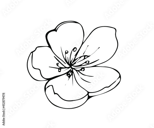 Sakura flower doodle icon. Vlack line isolated on white. Vector illustration