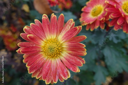 Closeup of wet flower of red and yellow Chrysanthemum in November